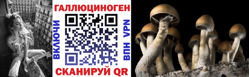 Псилоцибиновые грибы Psilocybe  Новокубанск 